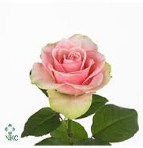 ΤΡΙΑΝΤΑΦΥΛΛΑ  ΡΟΖ.. ROSEN  BELLE ROSE 50cm